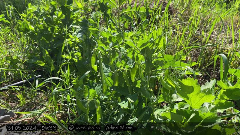 Mazare numai buna de cules